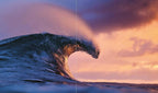 Life Around the Sea